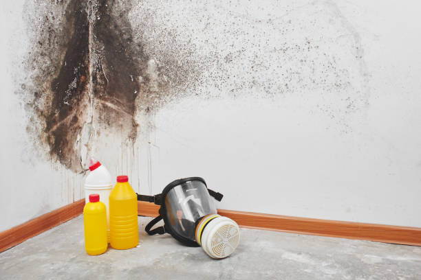 Best Mold Removal Company Near Me  in Greenup, KY