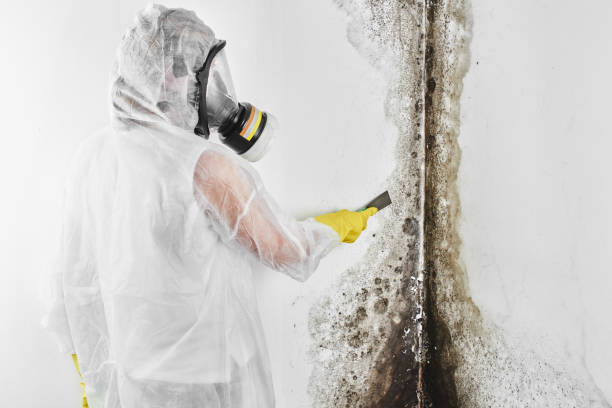Best Crawl Space Mold Removal  in Greenup, KY