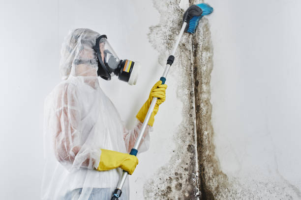 Best Home Mold Removal  in Greenup, KY