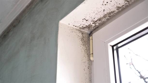 Best Mold Remediation  in Greenup, KY