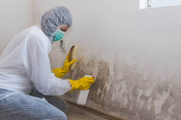 Best Fast Mold Removal  in Greenup, KY