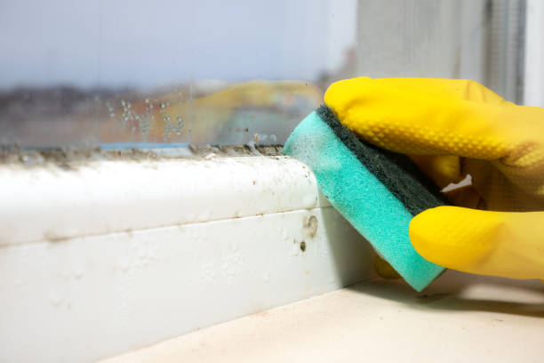 Best Mold Remediation Services  in Greenup, KY