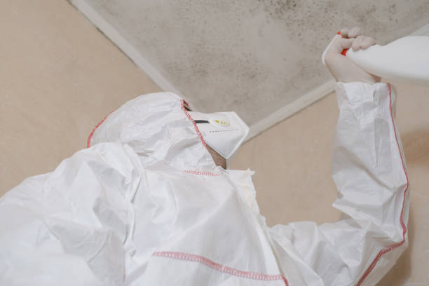 Best Black Mold Removal  in Greenup, KY