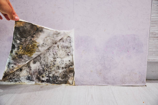 Professional Mold Removal in Greenup, KY